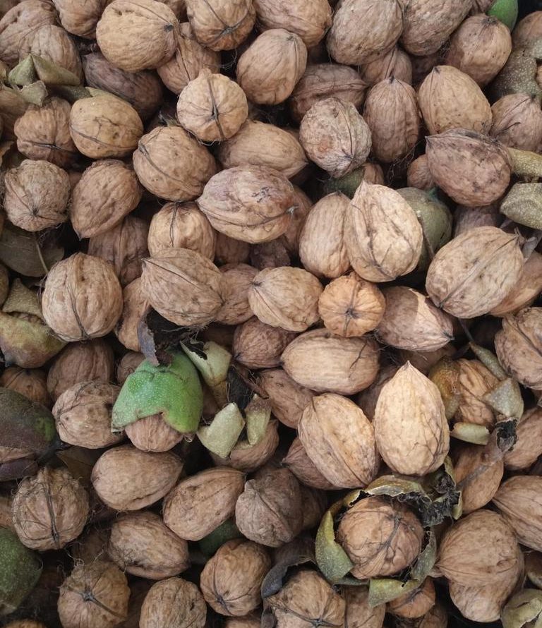 nueces Finca Magrero